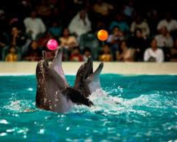 Dubai Dolphinarium